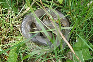 Beautiful aesculapian ratsnake hiding circled in grass