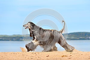 Beautiful Afghan Hound