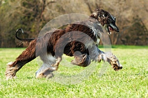 Beautiful Afghan hound dog running