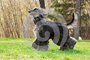 Beautiful Afghan hound dog runs