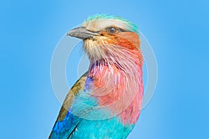 Beautiful African bird, close-up portrait. Detail portrait of beautiful bird. Lilac-breasted roller, Coracias caudatus, head with