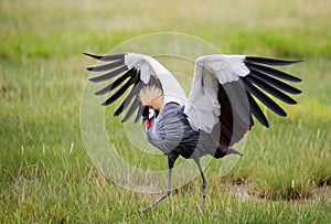 Beautiful african crane in Amboseli