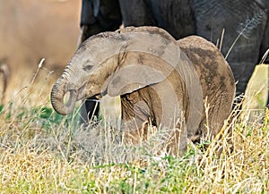 Beautiful African elephant baby in the wilderness on a sunny day