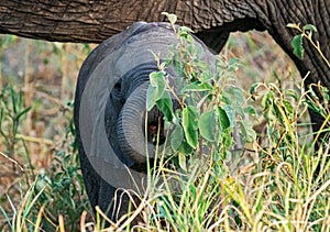 Beautiful African elephant baby in the wilderness on a sunny day