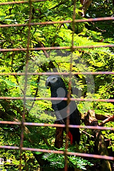 Beautiful African grey parrot in Bali photo