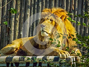 Beautiful african king lion