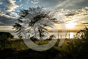 Beautiful African Landscape tree and Lake Nakuru in Savannah at sunset