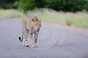 Beautiful African leopard walking on a road surrounded by grassy fields and trees