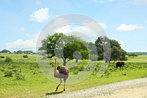 Beautiful African ostrich near road in safari park