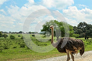 Beautiful African ostrich near road in safari park