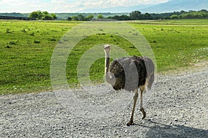 Beautiful African ostrich on road in safari park