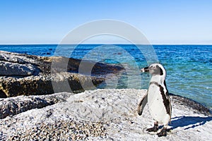 Beautiful african penguin on Boulders beach in Cape Town