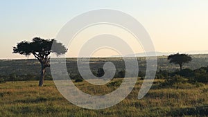 Beautiful African plains landscape in game reserve safari park in Kenya at sunri