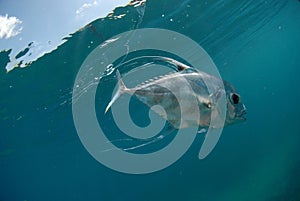 Beautiful African Pompano fish swimming in ocean photo