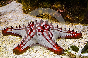 Beautiful african red knob sea star in closeup, tropical starfish specie from the indo-pacific ocean