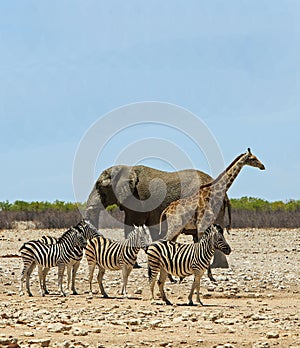 Beautiful African Safari portrait with elephant, giraffe and zebra all in a close group