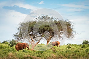 Beautiful African savanna picture with a couple of elephants in the wild during the Safari tour in Uganda,