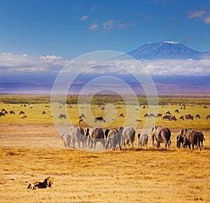 Beautiful African savannah during Great migration