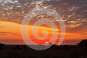 Beautiful african sunrise over savannah in Serengeti National Park, Tanzania