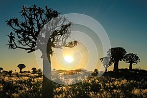 Beautiful african sunset with silhouetted Quiver trees and illuminated grass.