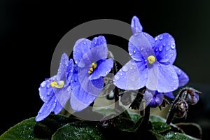 The beautiful African Violet photo