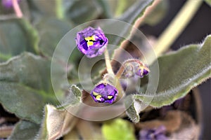 Beautiful African violet flowering plant