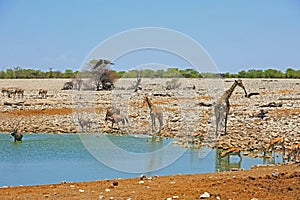 Beautiful African waterhole with animals coming to drink with a vibrant blue sky