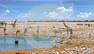Beautiful African waterhole with many animals drinking,