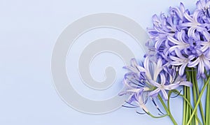 Beautiful agapanthus africanus (african lily) flowers on a lilac blue background with copy space.