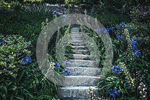 beautiful agapanthus africanus flowers next to a stone stairway in the Jardins do Palacio de Cristal Crystal Palace