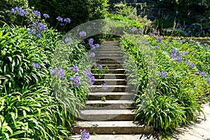 beautiful agapanthus africanus flowers next to a stone stairway in the Jardins do Palacio de Cristal Crystal Palace