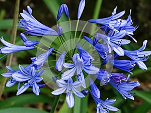 Beautiful agapanthus africanus, photographed in a small garden. photo