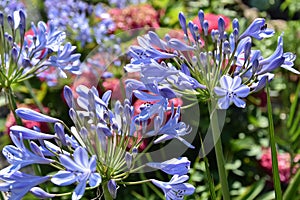 Beautiful Agapanthus flowers in a garden