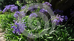 Beautiful Agapanthus flowers. Kirstenbosch National Botanical Garden