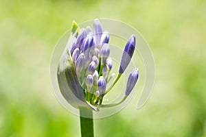 Beautiful agapanthus with selective focus against green background