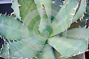 Beautiful agave with leaf prints, close-up