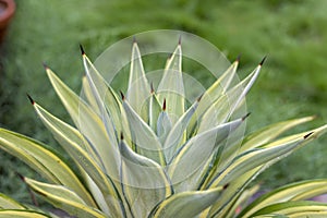Beautiful agave plant with selective focus and blur background