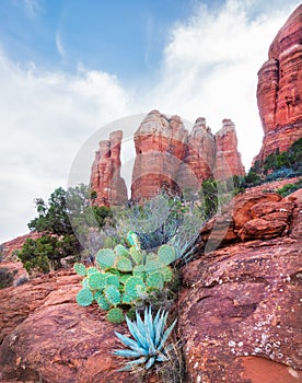Beautiful Agave plant sprout from Cathedral Rock in Sedona,Arizona
