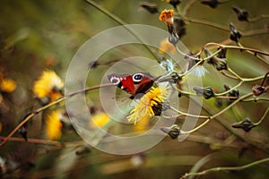 Beautiful aglais io butterfly, peacock butterfly on yellow flower. Butterfly in the field on a green yellow blurred background.