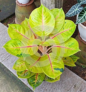 Beautiful Aglaonema plant