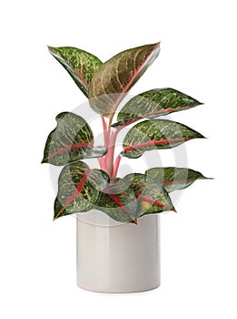 Beautiful Aglaonema plant in flowerpot isolated on white.