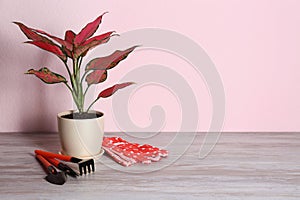 Beautiful Aglaonema plant and gardening tools on wooden table against pink background, space for text. House decor