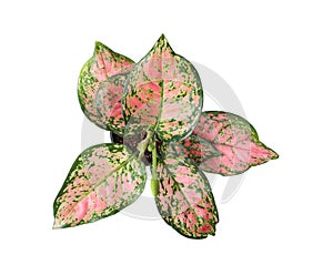 Beautiful Aglaonema plant isolated on white, top view.
