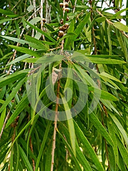 Beautiful agnis flexuosa plant image india