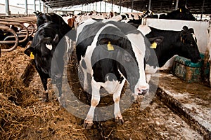 Beautiful agrarian image with cows on a modern livestock farm