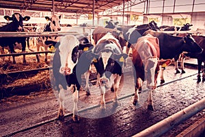 Beautiful agrarian image with cows on a modern livestock farm