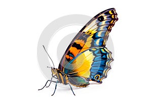 Beautiful Agrias Amydon butterfly isolated on a white background. Side view