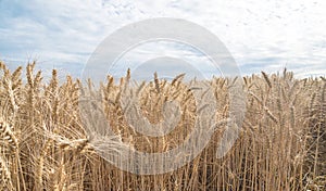 Beautiful agricultural with ripe wheats