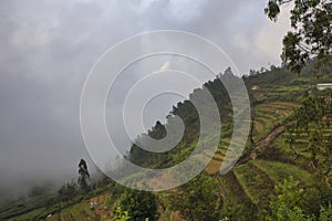 Beautiful Agriculture Farm Field View in Vattavada in Munnar,Idukki District, Kerala, India