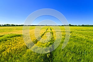 A Beautiful agriculture field and blue sky in summertime in brandenburg